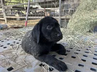 Raven, a female Labrador Retriever for sale in Moreno Valley, CA – Photo 2 of 3