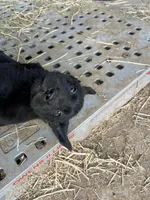 Raven, a female Labrador Retriever for sale in Moreno Valley, CA – Photo 3 of 3