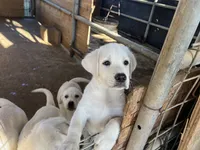 Luna, a female Labrador Retriever for sale in Moreno Valley, CA – 2 of 4