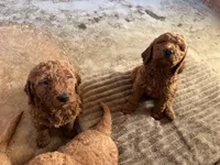 Molly, a female Goldendoodle for sale in Moreno Valley, CA – Photo 3 of 3