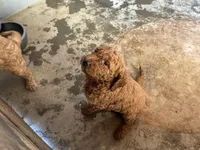 Molly, a female Goldendoodle for sale in Moreno Valley, CA – Photo 1 of 3