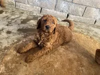 Molly, a female Goldendoodle for sale in Moreno Valley, CA – Photo 2 of 3
