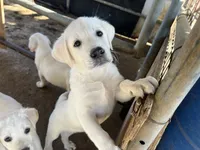 Luna, a female Labrador Retriever for sale in Moreno Valley, CA – 1 of 4