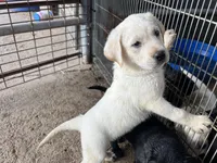 Coco, a male Labrador Retriever for sale in Moreno Valley, CA – Photo 2 of 3