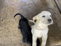 Coco, a male Labrador Retriever for sale in Moreno Valley, CA – Photo 3 of 3