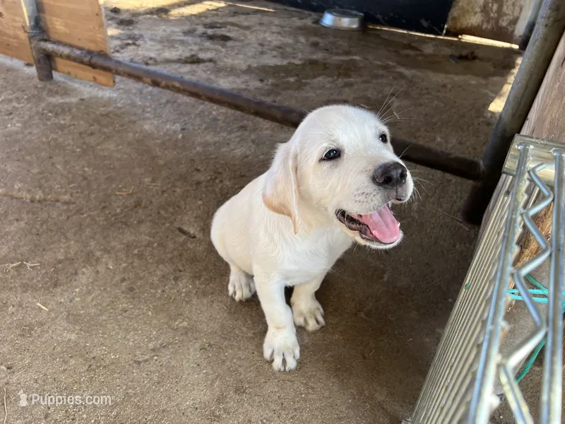 Rex – Labrador Retriever puppy for sale in Moreno Valley, CA