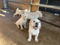 Coco, a female Labrador Retriever for sale in Moreno Valley, CA – 2 of 4