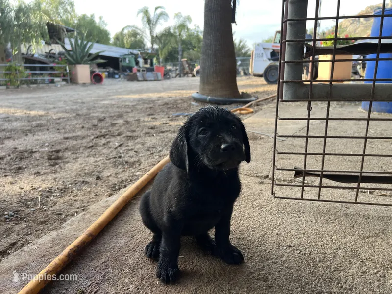 Shadow – Labrador Retriever puppy for sale in Moreno Valley, CA