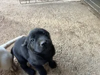 Shadow, a male Labrador Retriever for sale in Moreno Valley, CA – Photo 2 of 3