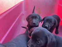 Raven, a female Labrador Retriever for sale in Moreno Valley, CA – Photo 3 of 7