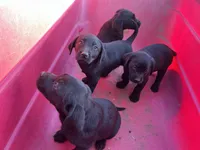 Raven, a female Labrador Retriever for sale in Moreno Valley, CA – Photo 5 of 7