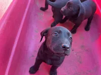 Raven, a female Labrador Retriever for sale in Moreno Valley, CA – Photo 1 of 7