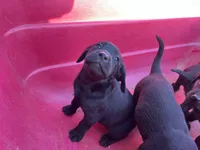 Raven, a female Labrador Retriever for sale in Moreno Valley, CA – Photo 2 of 7