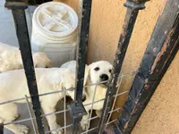 Luna, a female Labrador Retriever for sale in Moreno Valley, CA – 4 of 5
