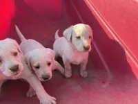 Coco, a female Labrador Retriever for sale in Moreno Valley, CA – Photo 3 of 8