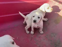 Coco, a female Labrador Retriever for sale in Moreno Valley, CA – Photo 5 of 8