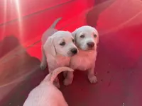 Coco, a female Labrador Retriever for sale in Moreno Valley, CA – Photo 1 of 8