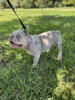Charlotte, a female French Bulldog for sale in Lake Charles, LA – 9 of 9
