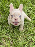 Charlotte, a female French Bulldog for sale in Lake Charles, LA – 5 of 8