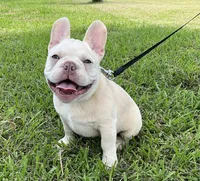 Ollie Jr, a male French Bulldog for sale in Lake Charles, LA – 9 of 10