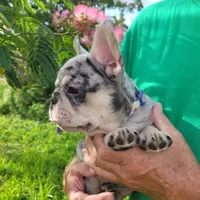 Thor, a male French Bulldog for sale in Lake Charles, LA – 2 of 6