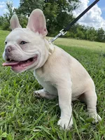 Ollie Jr, a male French Bulldog for sale in Lake Charles, LA – 10 of 10