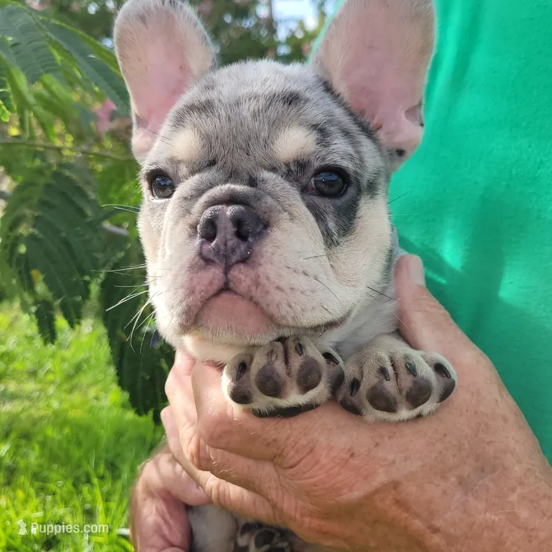 Thor – French Bulldog puppy for sale in Lake Charles, LA