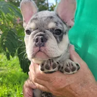 Thor, a male French Bulldog for sale in Lake Charles, LA – 1 of 6