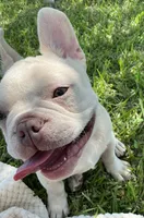 Ollie Jr, a male French Bulldog for sale in Lake Charles, LA – 4 of 10