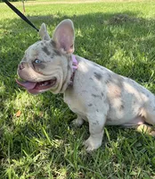 Charlotte, a female French Bulldog for sale in Lake Charles, LA – 5 of 9