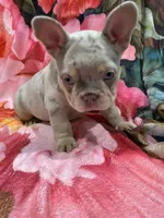 Charlotte, a female French Bulldog for sale in Lake Charles, LA – 7 of 8