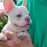 Ollie Jr, a male French Bulldog for sale in Lake Charles, LA – 2 of 5