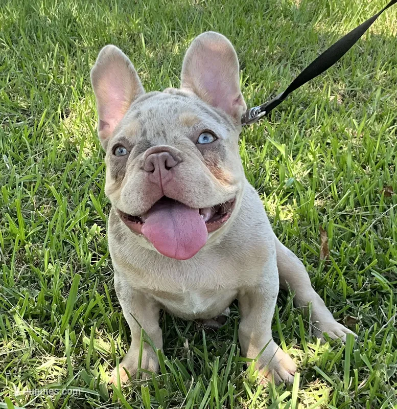 Charlotte – French Bulldog puppy for sale in Lake Charles, LA