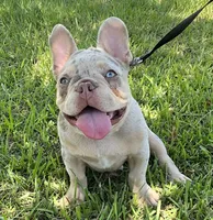 Charlotte, a female French Bulldog for sale in Lake Charles, LA – 1 of 9
