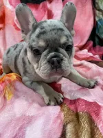 Thor, a male French Bulldog for sale in Lake Charles, LA – 4 of 6