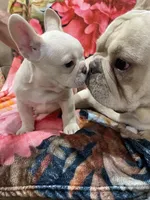 Ollie Jr, a male French Bulldog for sale in Lake Charles, LA – 4 of 5