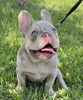 Charlotte, a female French Bulldog for sale in Lake Charles, LA – 2 of 9