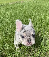 Thor, a male French Bulldog for sale in Lake Charles, LA – 6 of 6