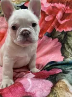 Ollie Jr, a male French Bulldog for sale in Lake Charles, LA – 3 of 5