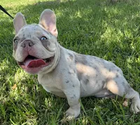 Charlotte, a female French Bulldog for sale in Lake Charles, LA – 4 of 9