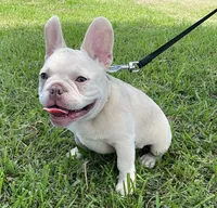 Ollie Jr, a male French Bulldog for sale in Lake Charles, LA – 6 of 10