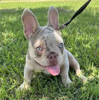 Charlotte, a female French Bulldog for sale in Lake Charles, LA – 7 of 9