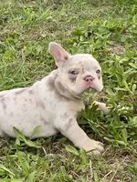 Charlotte, a female French Bulldog for sale in Lake Charles, LA – 4 of 8