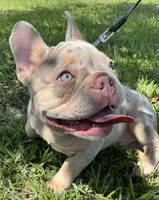 Charlotte, a female French Bulldog for sale in Lake Charles, LA – 3 of 9