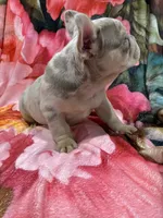 Charlotte, a female French Bulldog for sale in Lake Charles, LA – 3 of 8