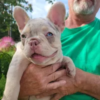 Charlotte, a female French Bulldog for sale in Lake Charles, LA – 6 of 8