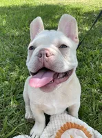 Ollie Jr, a male French Bulldog for sale in Lake Charles, LA – 3 of 10