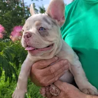 Charlotte, a female French Bulldog for sale in Lake Charles, LA – 2 of 8