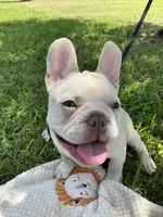 Ollie Jr, a male French Bulldog for sale in Lake Charles, LA – 8 of 10