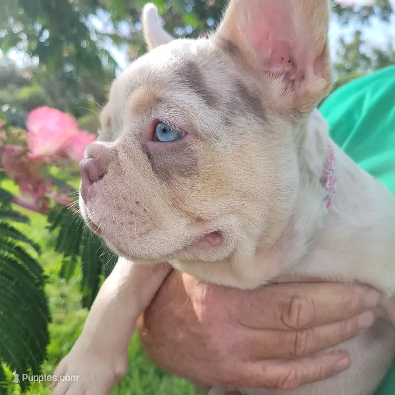 Charlotte – French Bulldog puppy for sale in Lake Charles, LA